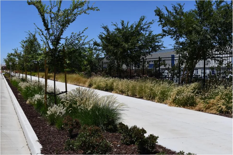 A photo of a landscape strip with trees and a sidewalk.