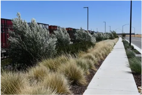An image of a sidewalk and landscape grasses.