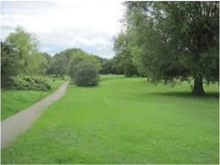 A photo of a field with a tree.