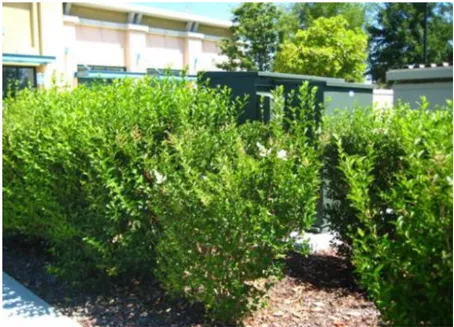 A photo of shrubs screening equipment.