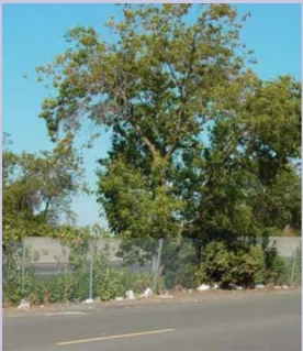 A photo of a chain link fence and trees along a road.