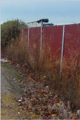 An image of a chain link fence with slats and overgrown vegetation.