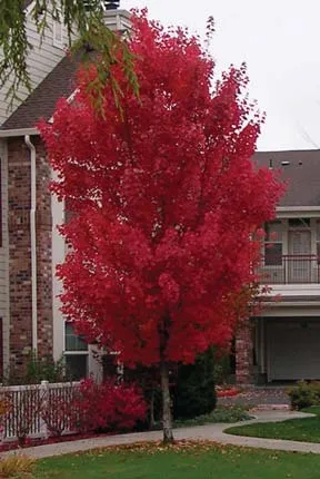 An acceptable tree, a red maple.