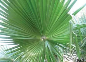 An acceptable tree, a California Fan Palm.