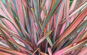 An acceptable shrub, a New Zealand Flax.