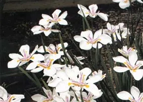 An acceptable shrub, a Fortnight Lily.