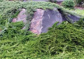 Acceptable ground cover, a Juniper.