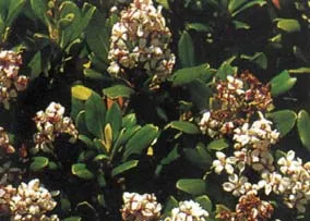 An acceptable shrub, a India Hawthorn.