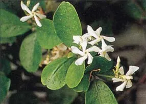 Acceptable ground cover, a Star Jasmine.