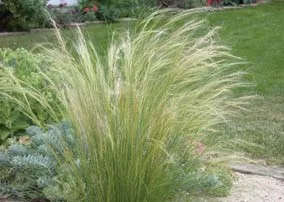An acceptable shrub, a Mexican Feather Grass.
