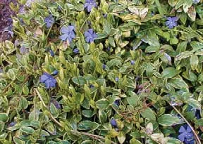 Acceptable ground cover, a Periwinkle.