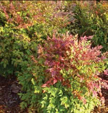 Heavenly Bamboo Harbour Dwarf