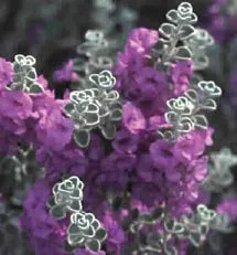 Lacey Blue Russian Sage