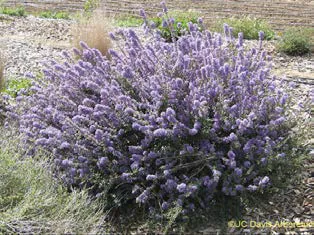 Violet maritime ceanothus