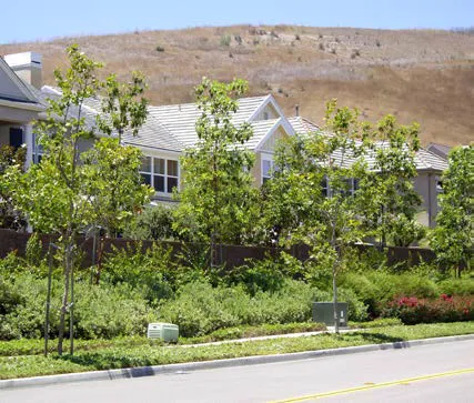 Suburban street with taller trees and denser landscaping separating it from two-story homes