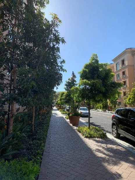 Street trees along a shaded sidewalk.