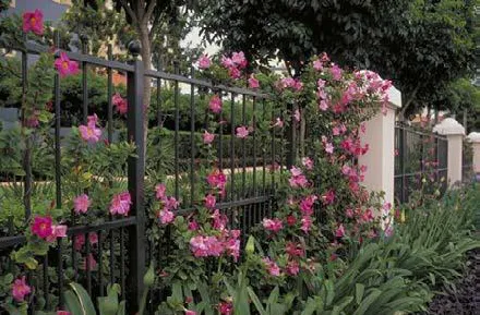 A wrought iron fence along a property line.