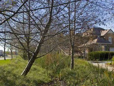 Natural landscaping being used along a walkway.