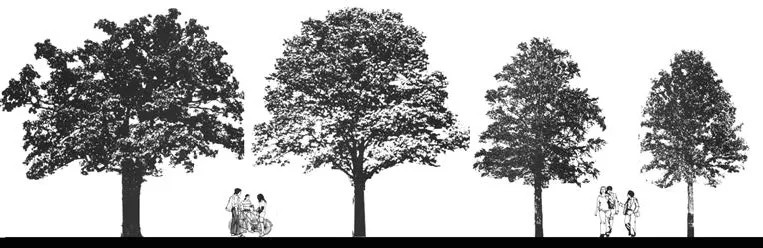 Diagram of all three tree varieties listed above.