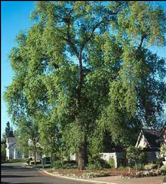 Mature oak tree in a residential neighborhood.