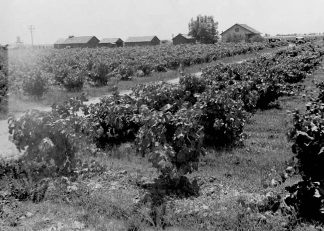 Old black and white image of grape and strawberry plants.