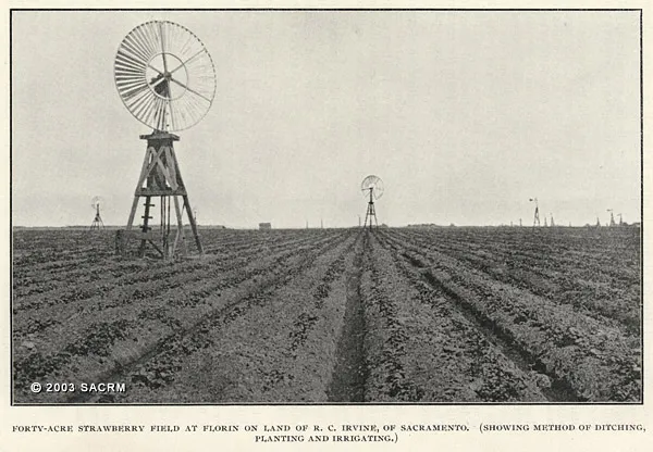 Multiple old windmills on a strawberry field.