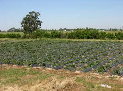 Image Showing an Example of a Small Strawberry Farm in the Plan Area