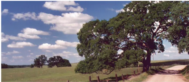 A tree shading a portion of a dirt path within an open space.