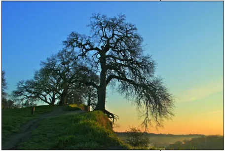 Four trees along a hillside.