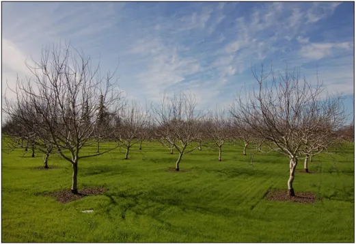 A field of bare trees.