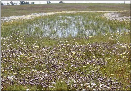 A vernal pool surrounded by flowers in a field.